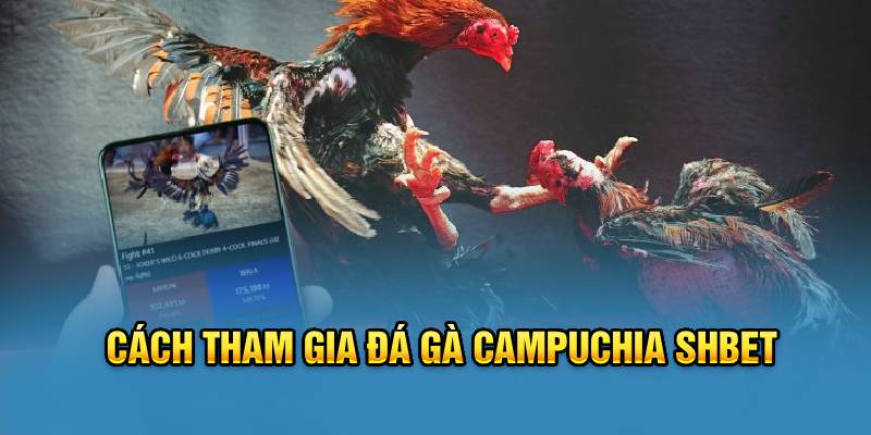 Cách tham gia đá gà Campuchia Shbet