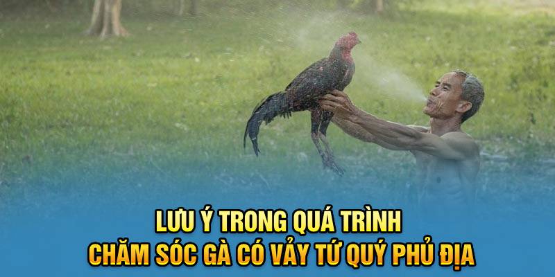 Lưu ý trong quá trình chăm sóc gà có vảy tứ quý phủ địa